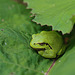 Une petite grenouille verte qui voulait jouer à cache-cache avec moi .