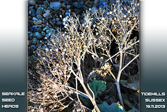 Seakale seed heads - Tidemills - 19.11.2013