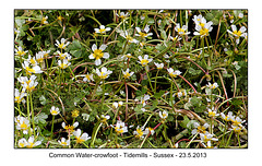 Common Water-crowfoot - Tidemills - 23.5.2013