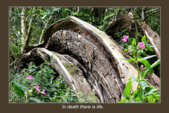 Fallen tree Oxford 17 8 2012