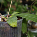 Phalaenopsis corningiana (2)