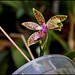 Phalaenopsis corningiana