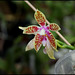 Phalaenopsis corningiana (3)