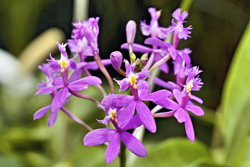 "Butterfly" Orchid – Botanical Garden, Montréal, Québec