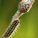 Narrow-bordered Five-spot Burnet Caterpillar