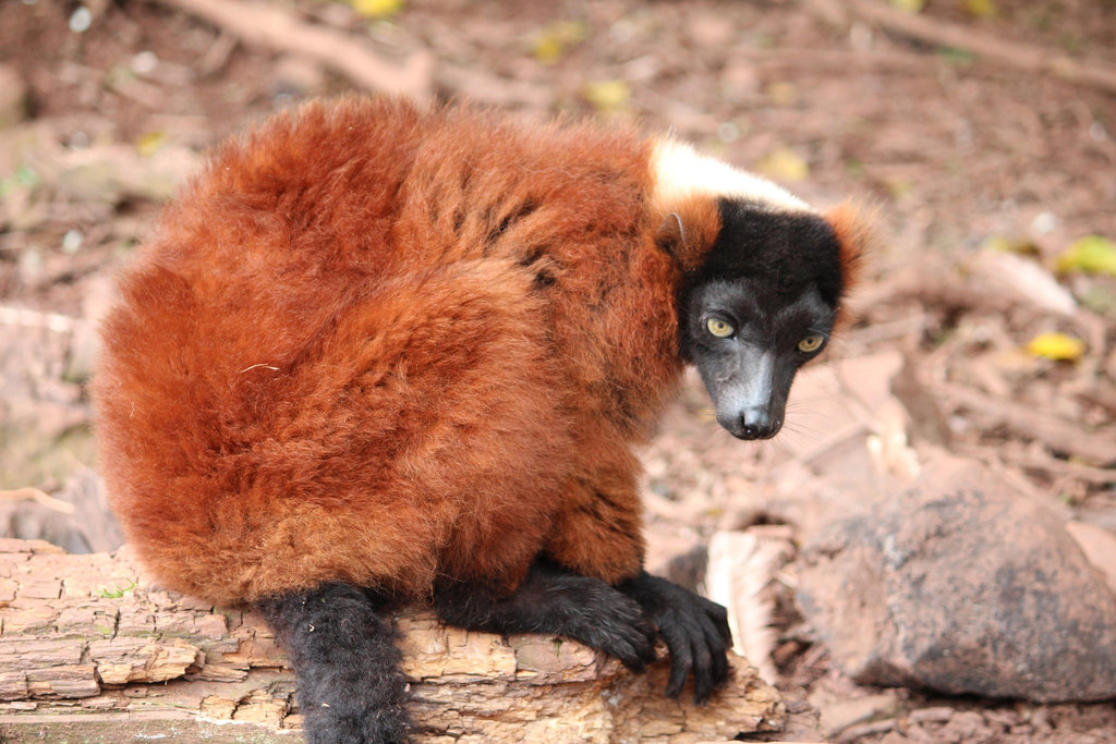 Red Ruffed Lemur.