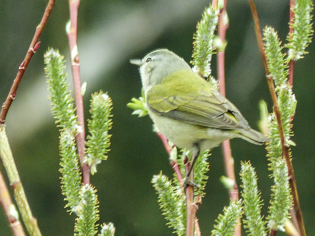 Tennessee Warbler