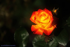 A Rose Flower