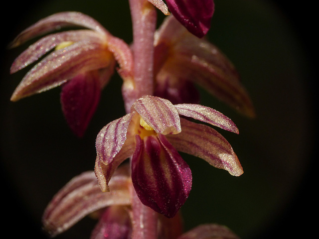 Striped Coralroot