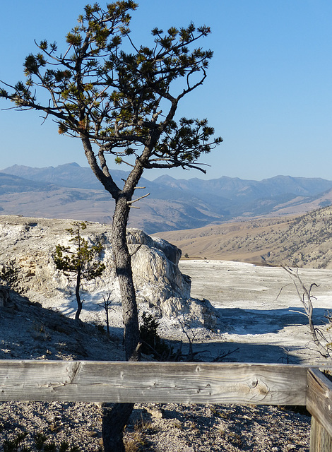 Mammoth Hot Springs