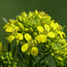Tall Hedge Mustard / Sisymbrium loeselii