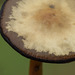 A fascinating mushroom cap