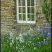bluebells by a cottage window