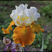 Iris Fall Fiesta  (2)