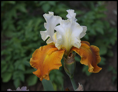 Iris Fall Fiesta  (3)