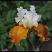 Iris Fall Fiesta  (3)