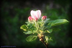 Apple Blossom And Buds