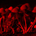 Once Upon A Time There Was A Forest Of Red Mushrooms