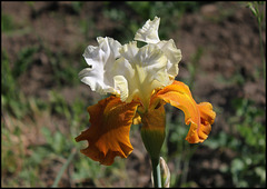 Iris Fall Fiesta  (4)