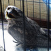 injured Tawny Frogmouth