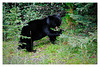 Bear cub in the wild near Jasper