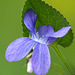 Early Blue Violet