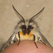 2063 Diaphora mendica (Muslin Moth) Male Portrait