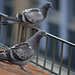 Taubenkinder auf dem Dach (8. 5. 2014)