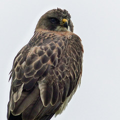 Swainson's Hawk on a rainy day