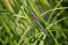 Hairy Dragonfly Male