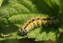 Small Tortoiseshell Caterpillar