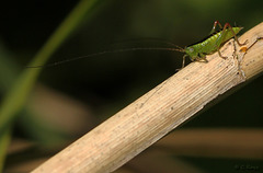 Long-winged Conehead Cricket Nymph