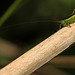 Long-winged Conehead Cricket Nymph