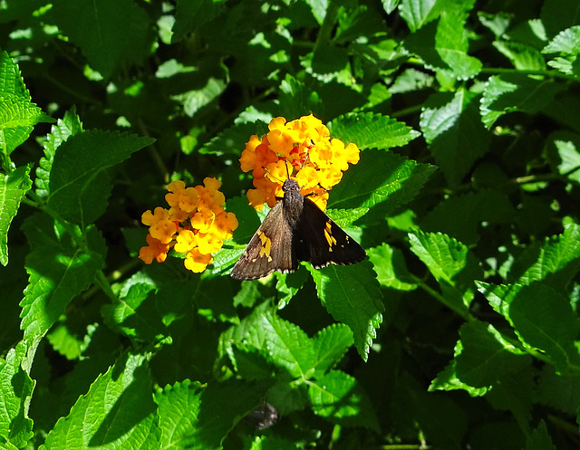 Hoary Skipper (Carrahenes canescens)