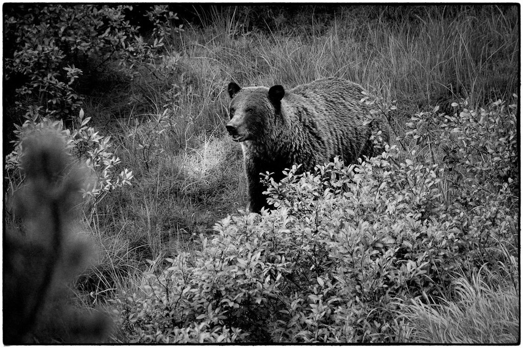 Grizzly bear in the wild near Jasper
