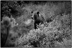 Grizzly bear in the wild near Jasper