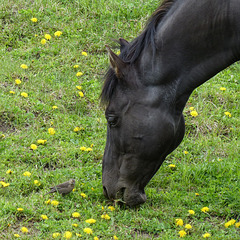 Sharing a meal of Dandelions and grass