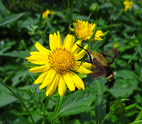 Snowberry Clearwing Moth (Hemaris diffinis)
