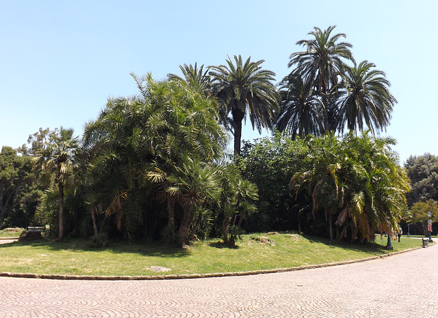 The Royal Park of Capodimonte, June 2013