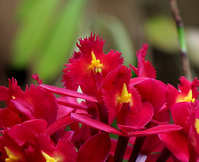 Epidendrum (2)