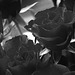 Gray roses...