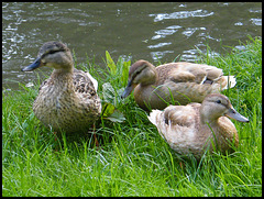 grown-up ducklings