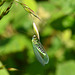 2014_06_12_thurs_086b_lacewing