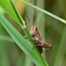 Common Field Grasshopper - Chorthippus brunneus ?