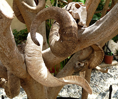 Horns in a Tree in the Grounds of the Turkish Library