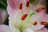 BESANCON: Etamines d'une fleur de lys. (Lilium auratum)-01