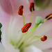 BESANCON: Etamines d'une fleur de lys. (Lilium auratum)-01