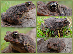 Mr Toad Collage
