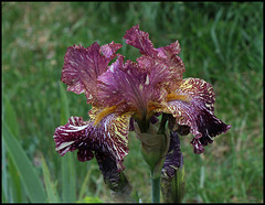 Iris Bewilderbeast