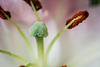 BESANCON: Etamines d'une fleur de lys. (Lilium auratum)-02